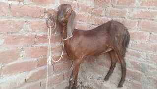 only seriuos buyer contect my wahtsapp number 03350461636