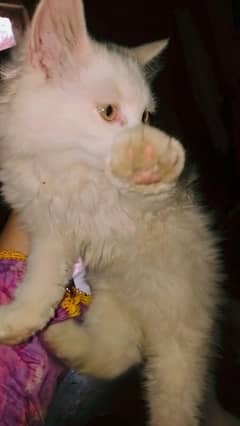 persian cat 2 months age double coated