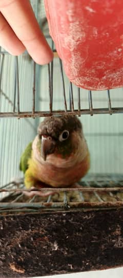 greenchik conure red factor