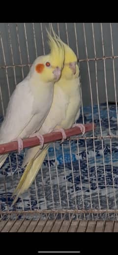 COMMON WHITE RED EYES