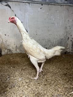 German white oh o shamo aseel female 45000