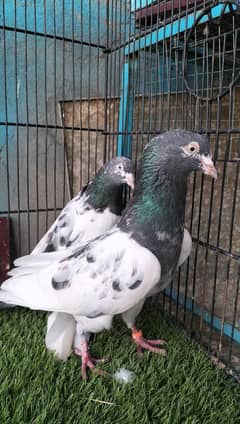 Teddy breeder pair 2pair hai ak extra female hai