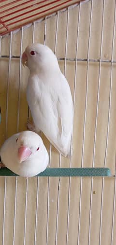 Albino red eyes love bird