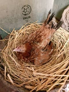 Kurak Broody Aseel madi