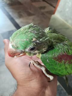 Raw parrot baby