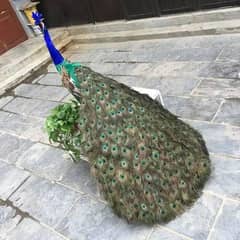 peacock