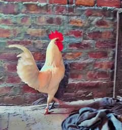 beautiful pair eggs lying