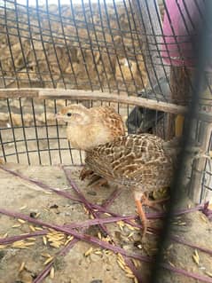 teetar chicks for sale
