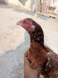 Aseel 5murgia or 1murgha or 1 patha