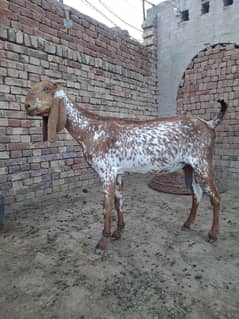 مکھی چینی بکریاں