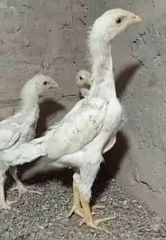 *White Oh Shamo | king size shamo | Shamo Chicks | Shamo aseel |*