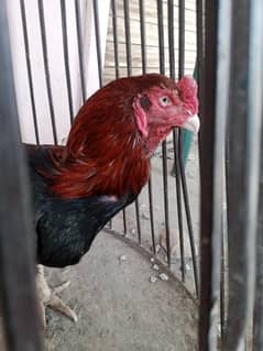 aseel murga for sale