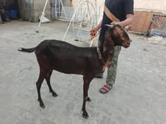 umbersari
