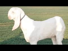 Goat | Bakry | Desi | Qurbani Goat |بکری | Goat Pair| Rajanpuri gulabi