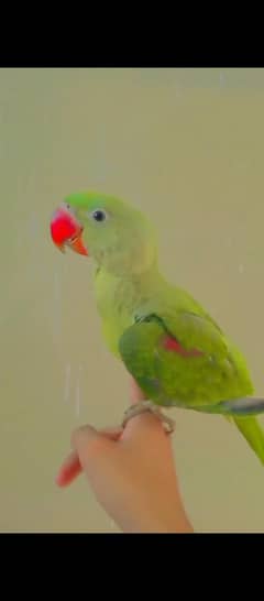 Handtam Raw parrot sale