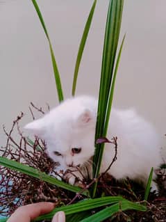 Persian kitten age 2 month litter trained self eating healthy&active