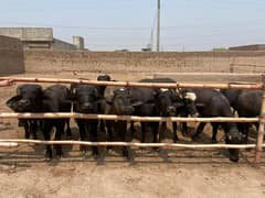 Kataa For sale in yakoob cattle farm in Good Rate