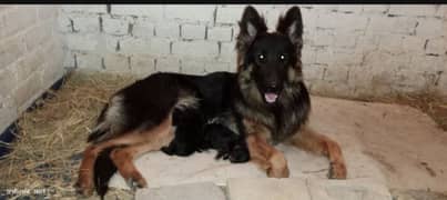 German Shepherd Pedigree