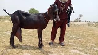 Betal Bakri For Sale Call Now