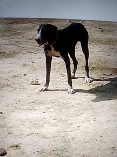 kohati