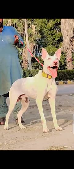 Kohati gultair dog / kohati gultair breed / kohati dog for sale