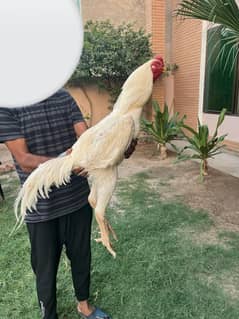 White Shamo Chicks | OH Shamo | King Shamo | pure aseel shamo