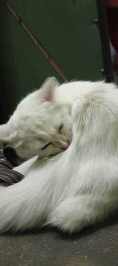 Pershion Cat