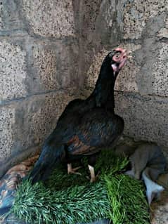 aseel hens for sale