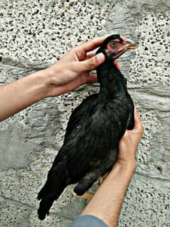 aseel hen for sale
