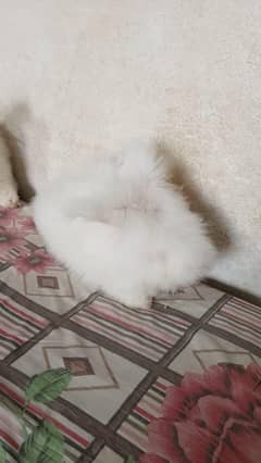 English angora