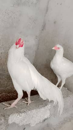 Aseel Heera Fertile eggs, Pure white