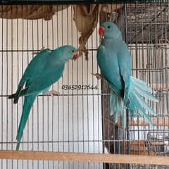 Blue Ringneck Pair young phatty