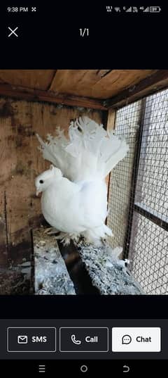 Fancy pigeon