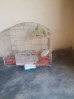 parrot for sale
