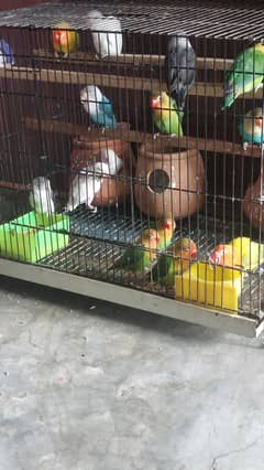 lovebirds for sale 03004153378