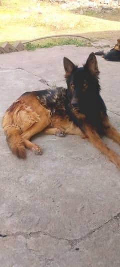 German shepherd female for sale/Gsd female for sale