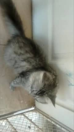 Persian cat