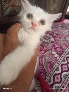 Persian