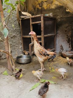 Aseel Sindhi maid