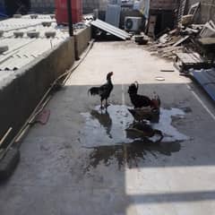 3 Duck