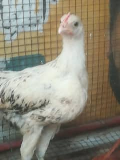 Golden misri chicks for sale