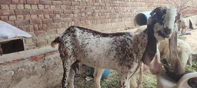 Rajan Pure Bohat achi Nasli Bakre