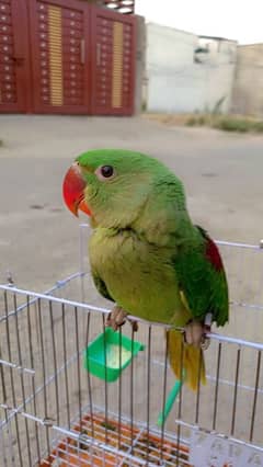 hand tame raw parrot chick on self feed available