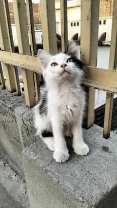 Persian baby cat for sale
