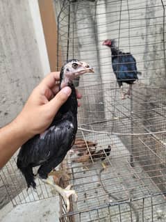 6 aseel chicks/aseel female 2 year/rate final/cage/hen/murgha/murghi/t