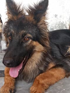 Female German shepherd