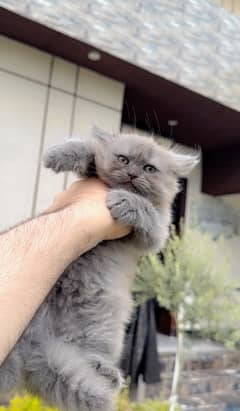 Semi punch pure Persian cat kitten 50 days old