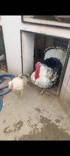 turkey