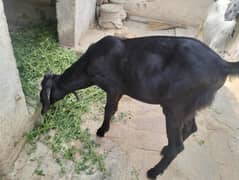 Bakra