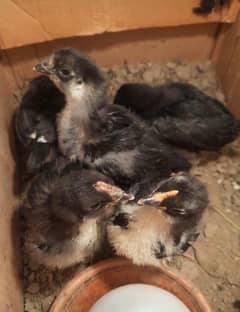australorp